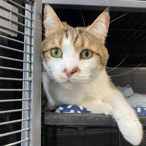 Cece, Adult Domestic Short Hair / Mixed (short coat), cat for adoption in Gaithersburg, Maryland