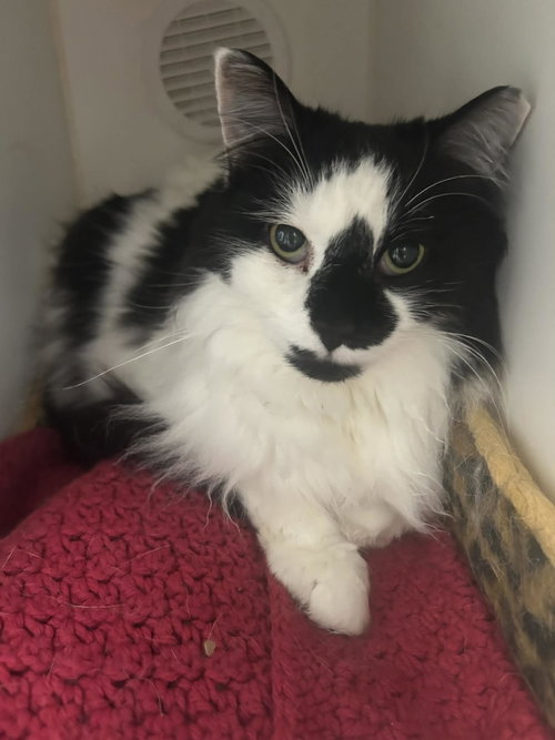 Boo, an adoptable Domestic Long Hair in Gettysburg, PA