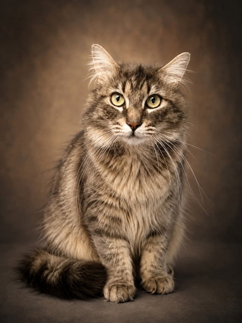 River, Adult Domestic Medium Hair / Mixed (medium coat), cat for adoption in Frederick, Maryland