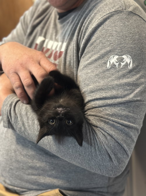 Lenni, Baby Domestic Short Hair / Mixed (short coat), cat for adoption in Gaithersburg, Maryland