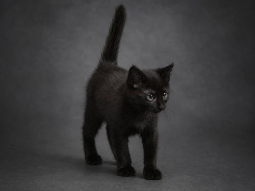 Tater, Baby Domestic Short Hair / Mixed (short coat), cat for adoption in Hagerstown, Maryland
