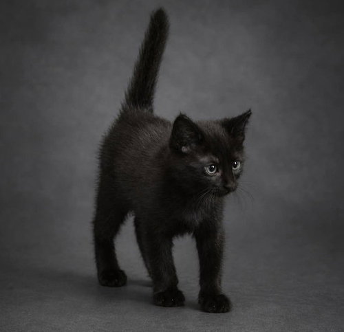 Tater, Baby Domestic Short Hair / Mixed (short coat), cat for adoption in Gaithersburg, Maryland