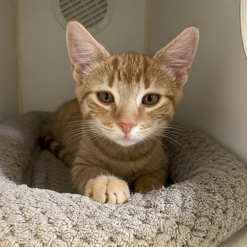 Bumble, Baby Domestic Short Hair / Mixed (short coat), cat for adoption in Gaithersburg, Maryland