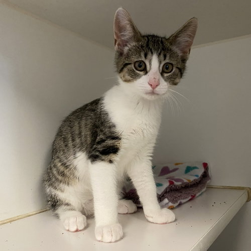 Carder, Baby Domestic Short Hair / Mixed (short coat), cat for adoption in Gaithersburg, Maryland
