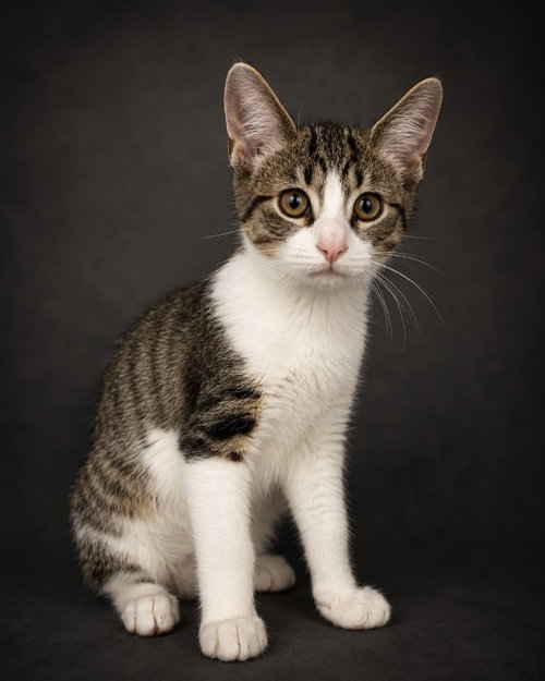 Carder, Baby Domestic Short Hair / Mixed (short coat), cat for adoption in York, Pennsylvania