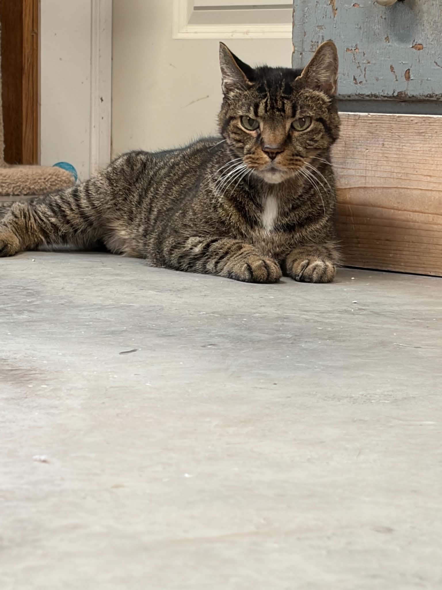 Jinx (foster cat)