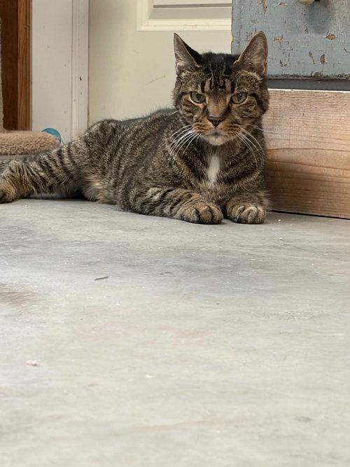 Jinx (foster cat)