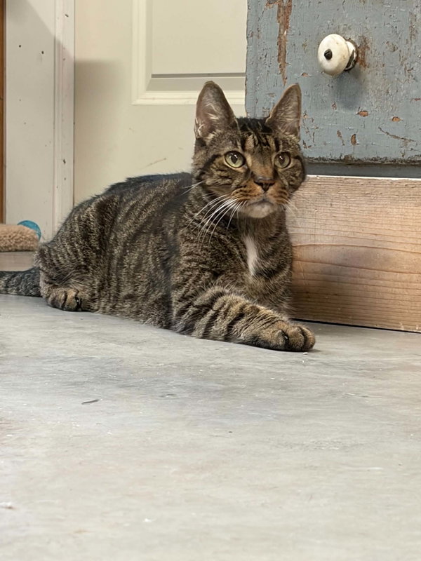 Jinx (foster cat)