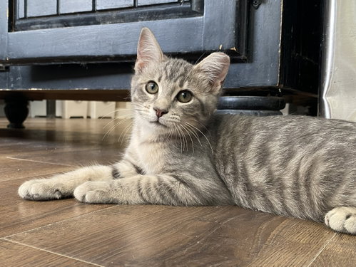 Teddy, Baby Domestic Short Hair / Mixed, cat for adoption in Gaithersburg, Maryland