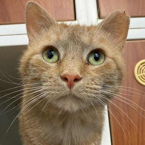 Homefry, Adult Domestic Short Hair / Mixed (short coat), cat for adoption in Gaithersburg, Maryland