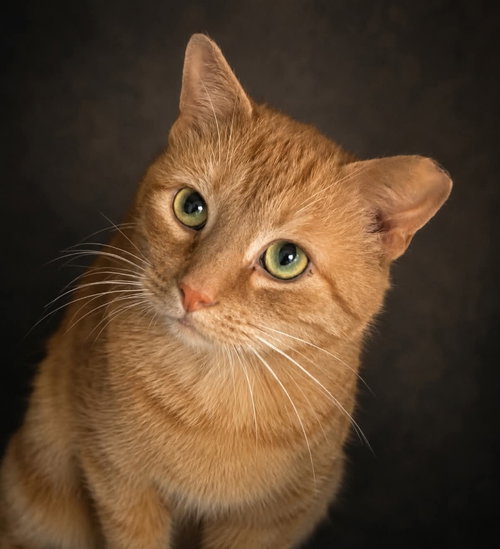 Homefry, Adult Domestic Short Hair / Mixed (short coat), cat for adoption in York, Pennsylvania