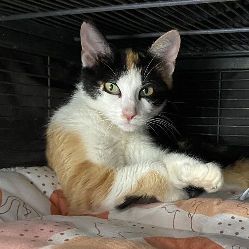 Olive, Adult Domestic Short Hair / Mixed (short coat), cat for adoption in Gaithersburg, Maryland