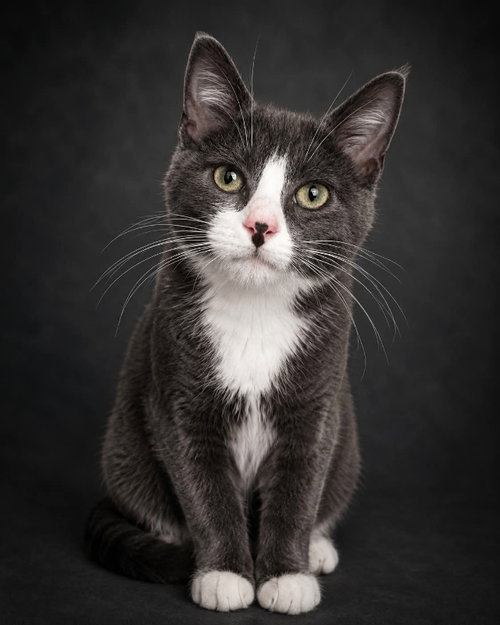 Emmy, Baby Domestic Short Hair / Mixed (short coat), cat for adoption in Gettysburg, Pennsylvania