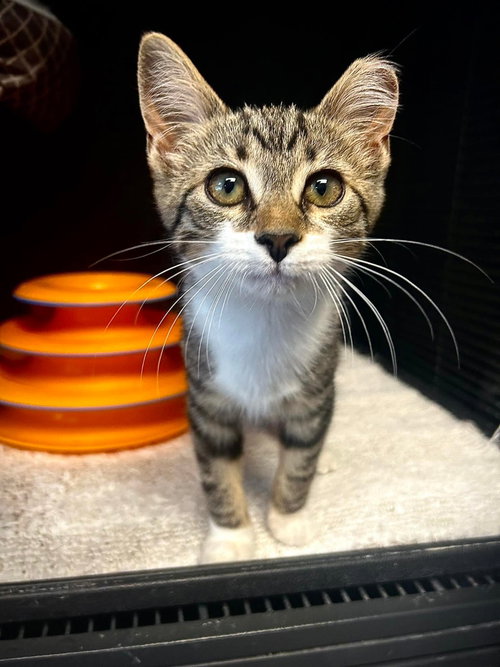 Sesame, Baby Domestic Short Hair / Mixed (short coat), cat for adoption in Gettysburg, Pennsylvania