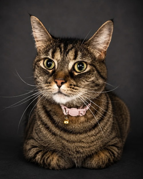 Ronnie, an adoptable Domestic Short Hair in Gettysburg, PA