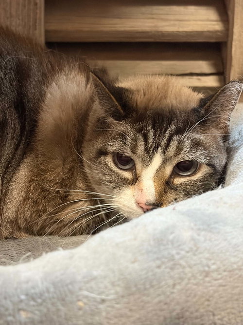 Petunia (foster cat), an adoptable Domestic Short Hair in Gettysburg, PA
