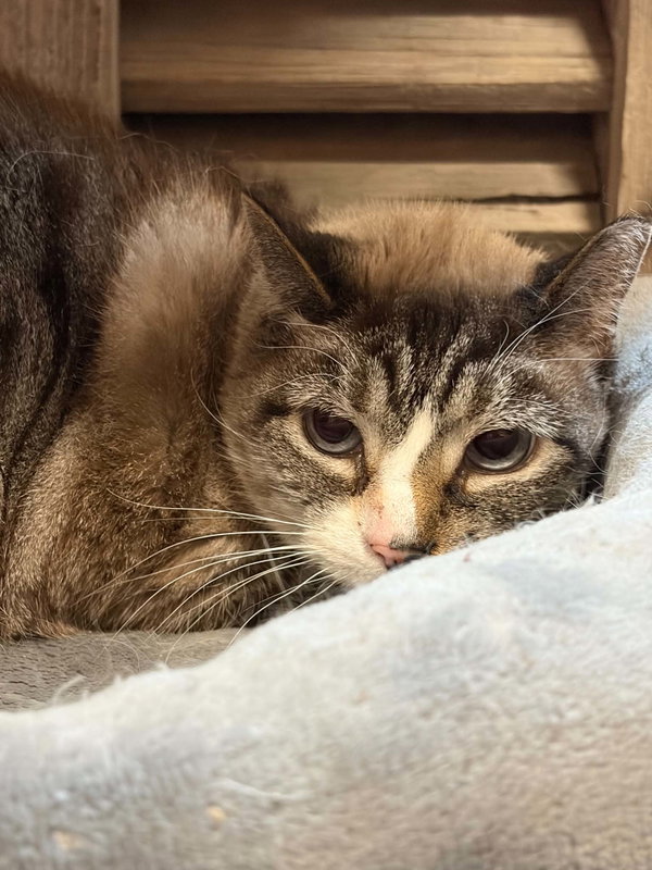 Petunia (foster cat)