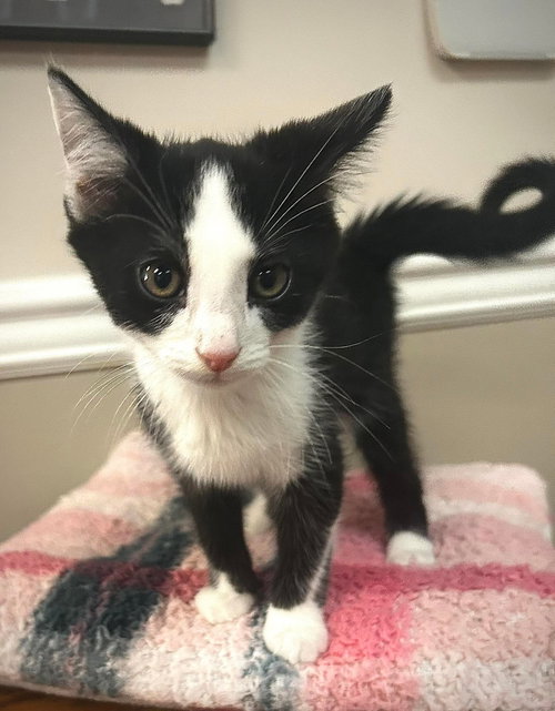 Oreo, an adoptable Domestic Short Hair in Gettysburg, PA