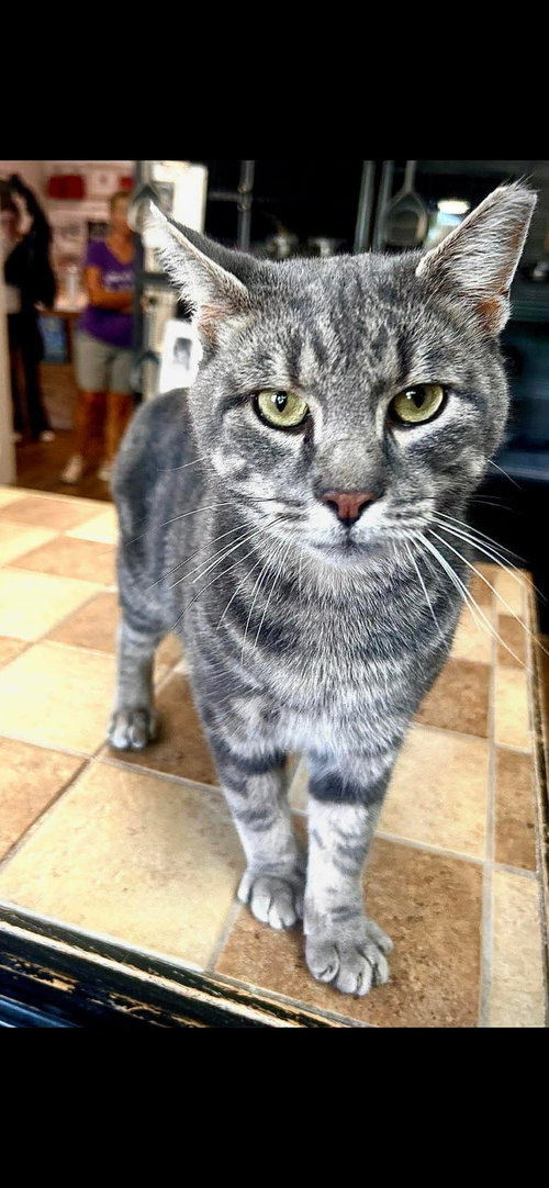 O’Malley