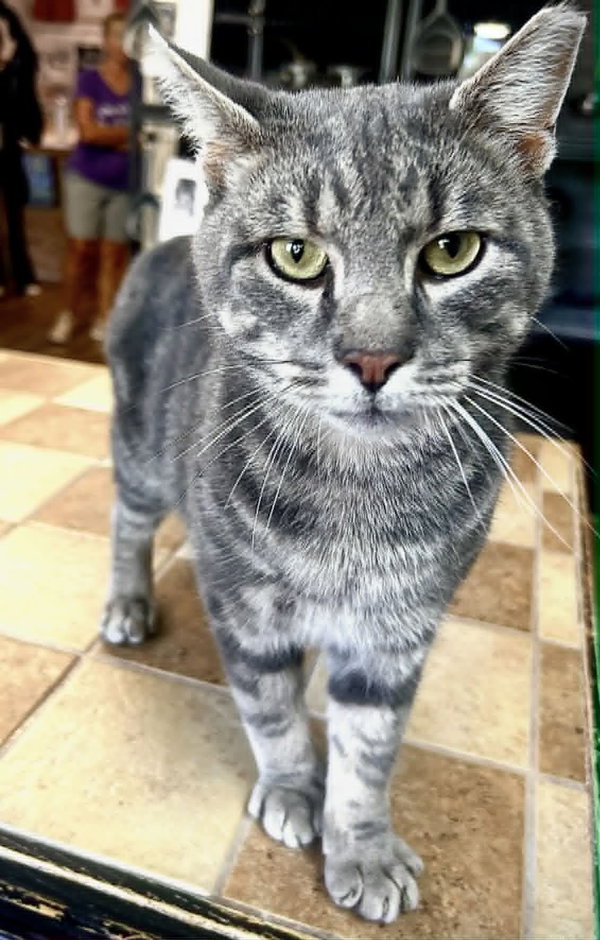 O’Malley
