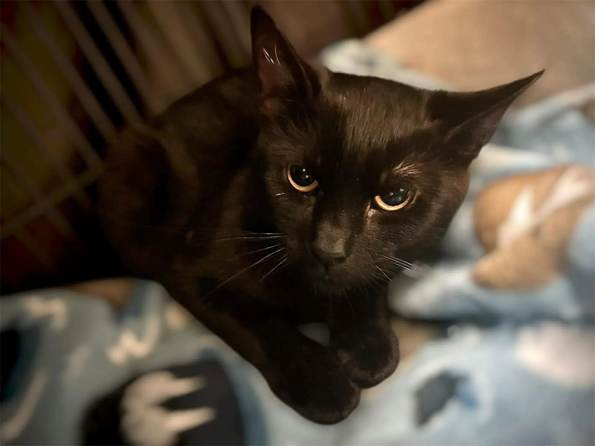 Symphony - Domestic Short Hair