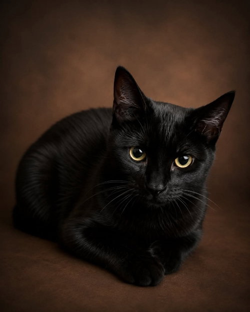 picture of the cat needing adoption