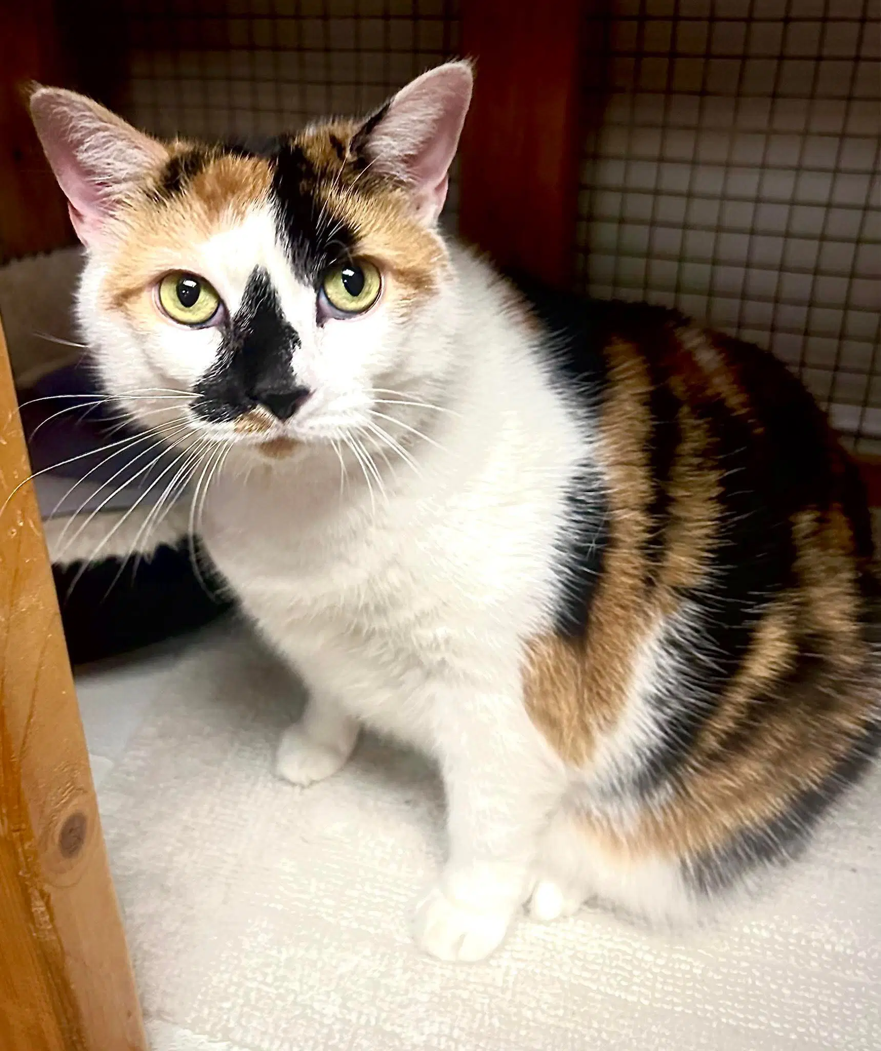 Angel - Domestic Short Hair