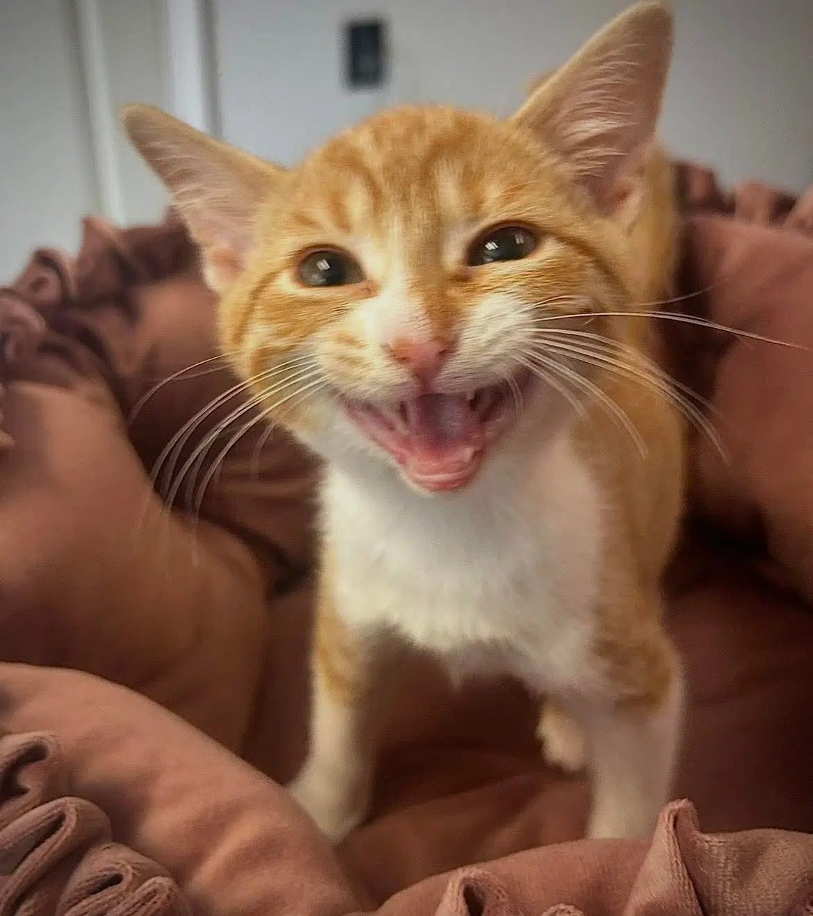 Missa - Domestic Short Hair
