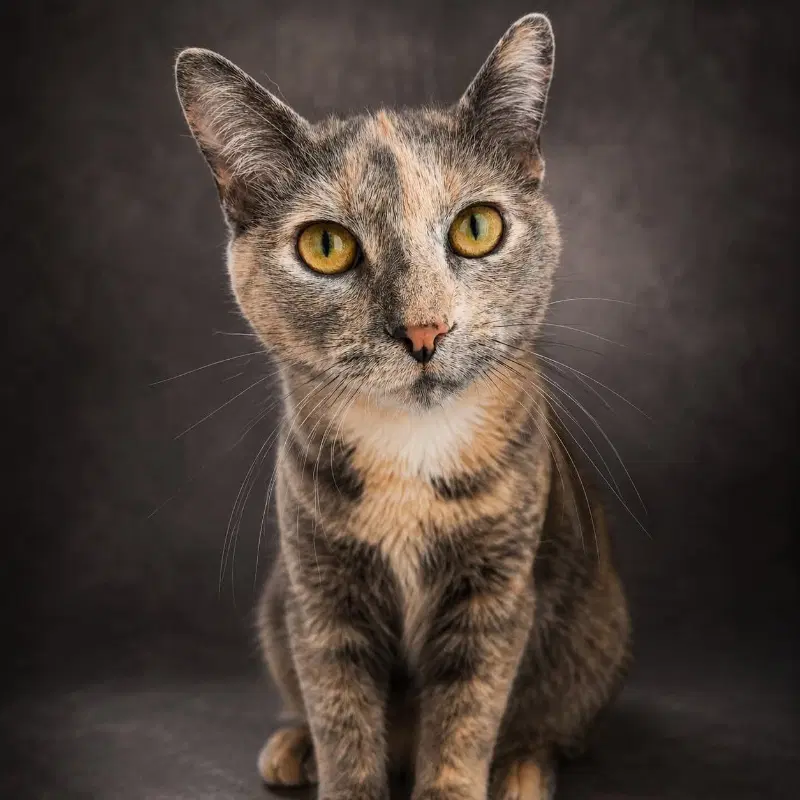 Skye - Domestic Short Hair