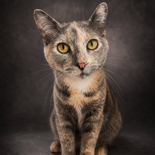 Skye, a cat for adoption from Forever Love Rescue Inc