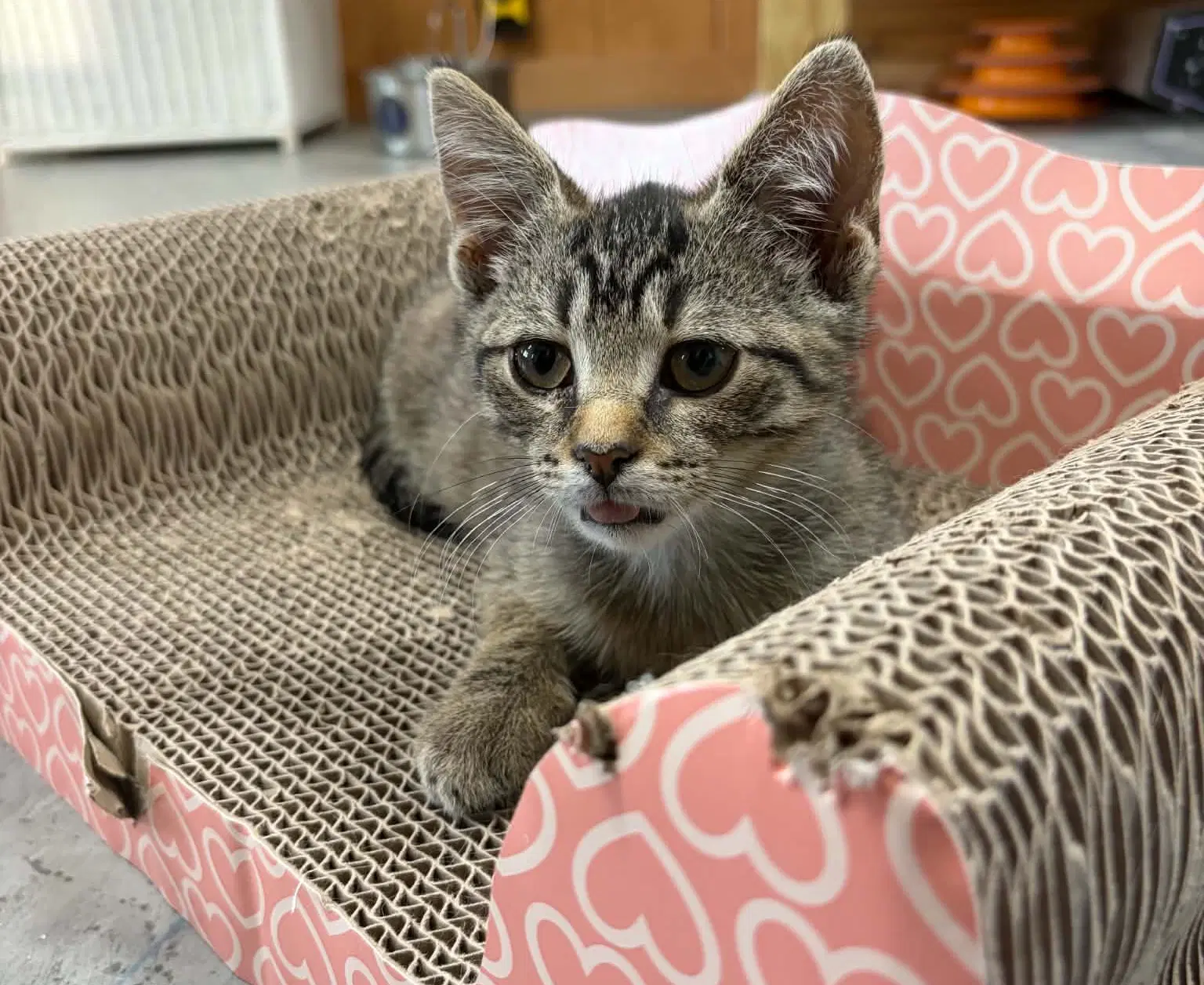 Gus Foster Cat - Domestic Short Hair