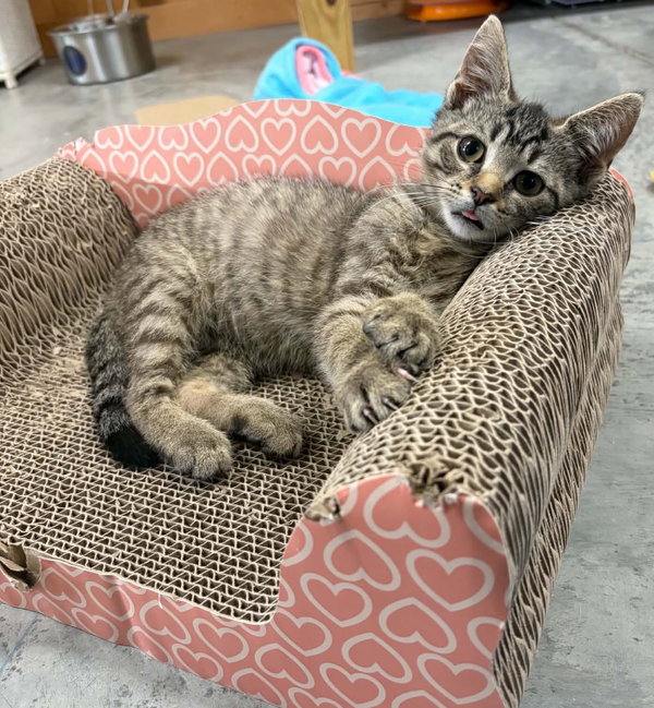 Gus (foster cat)
