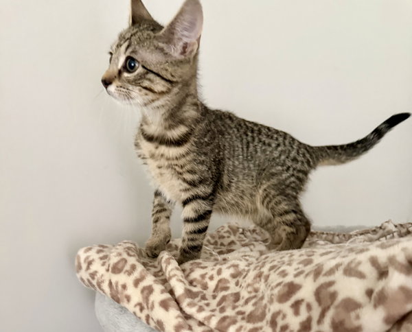 Finn (bonded to Blue) ( foster cat)