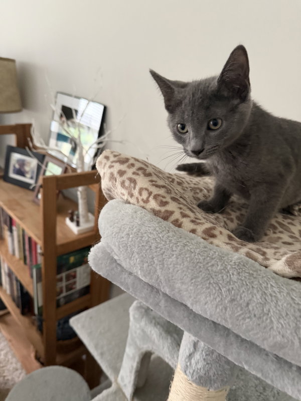 Blue (bonded with Finn) (foster cat)
