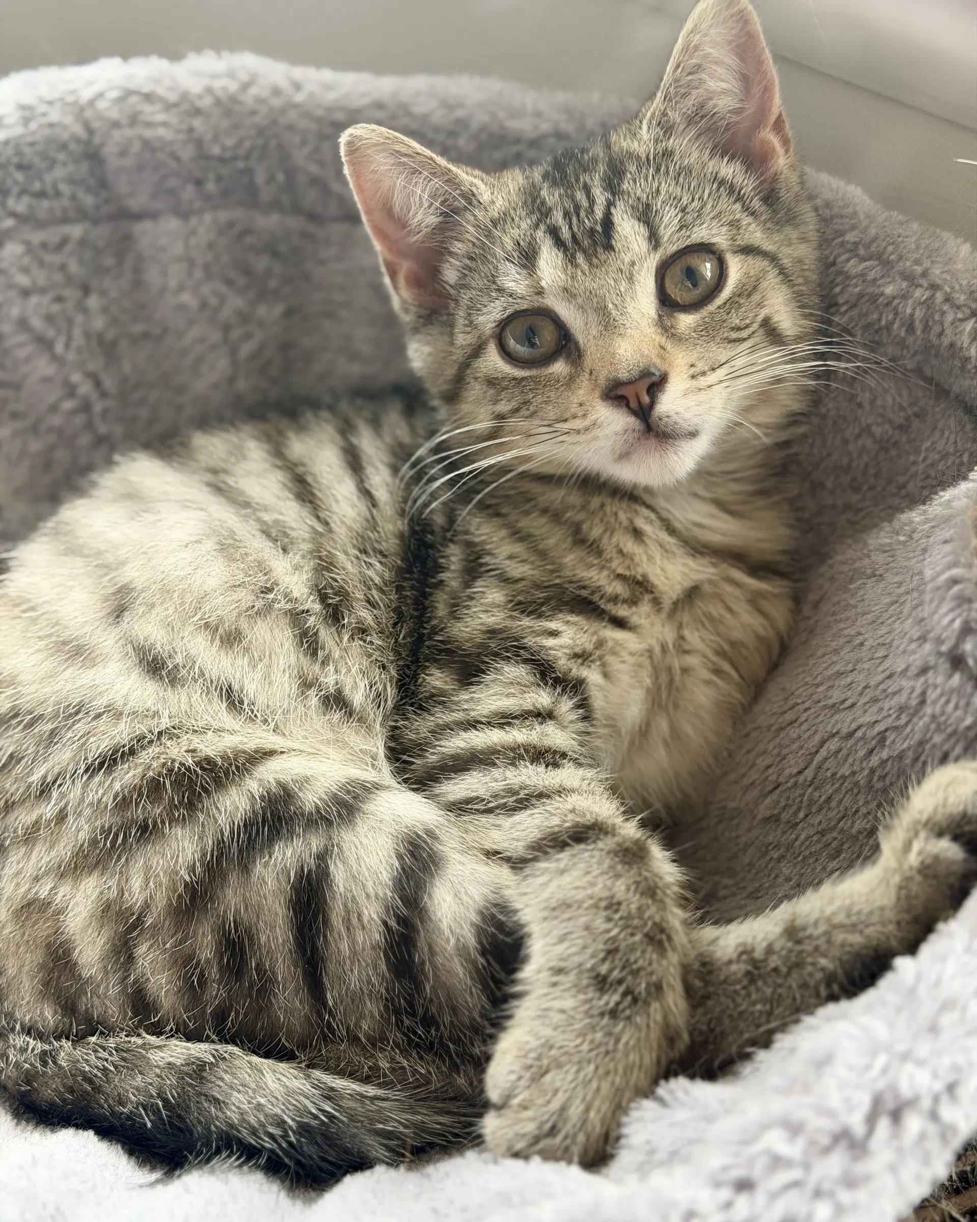 Sangria Foster Cat - Domestic Short Hair