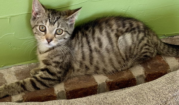 Sangria (foster cat)