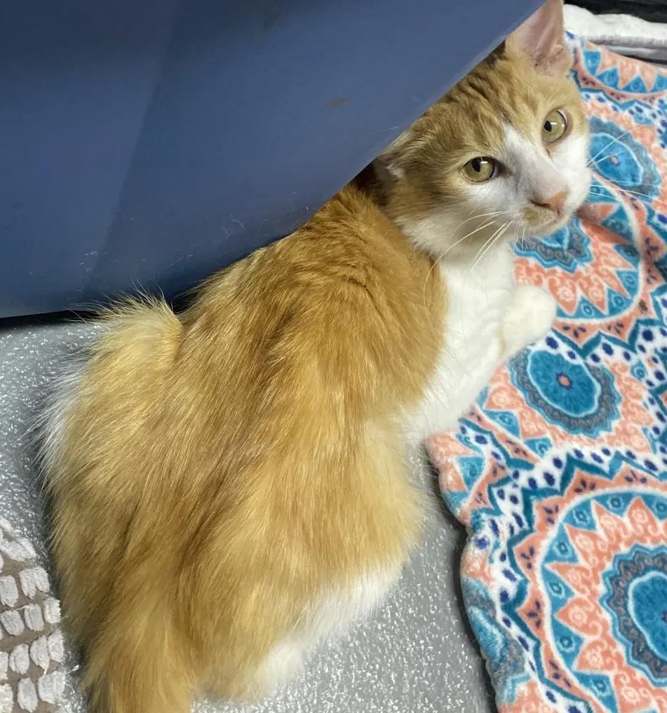 Tails Foster Cat - Domestic Short Hair