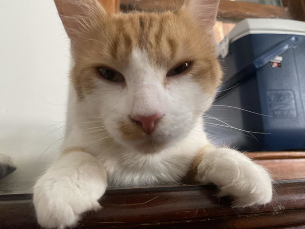 Tails (foster cat)