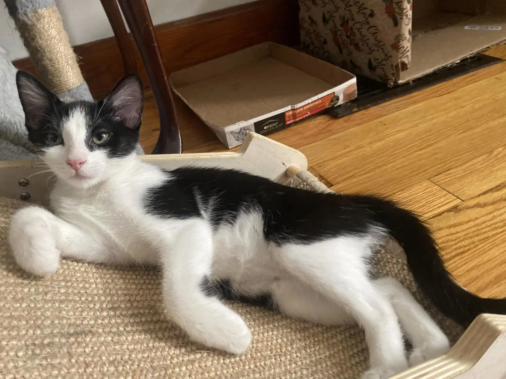 Sky Foster Cat - Domestic Short Hair