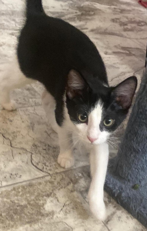Sky (foster cat)