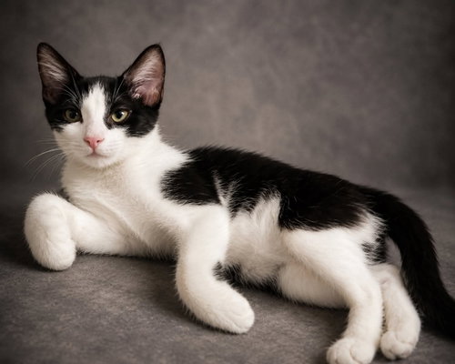 picture of the cat needing adoption