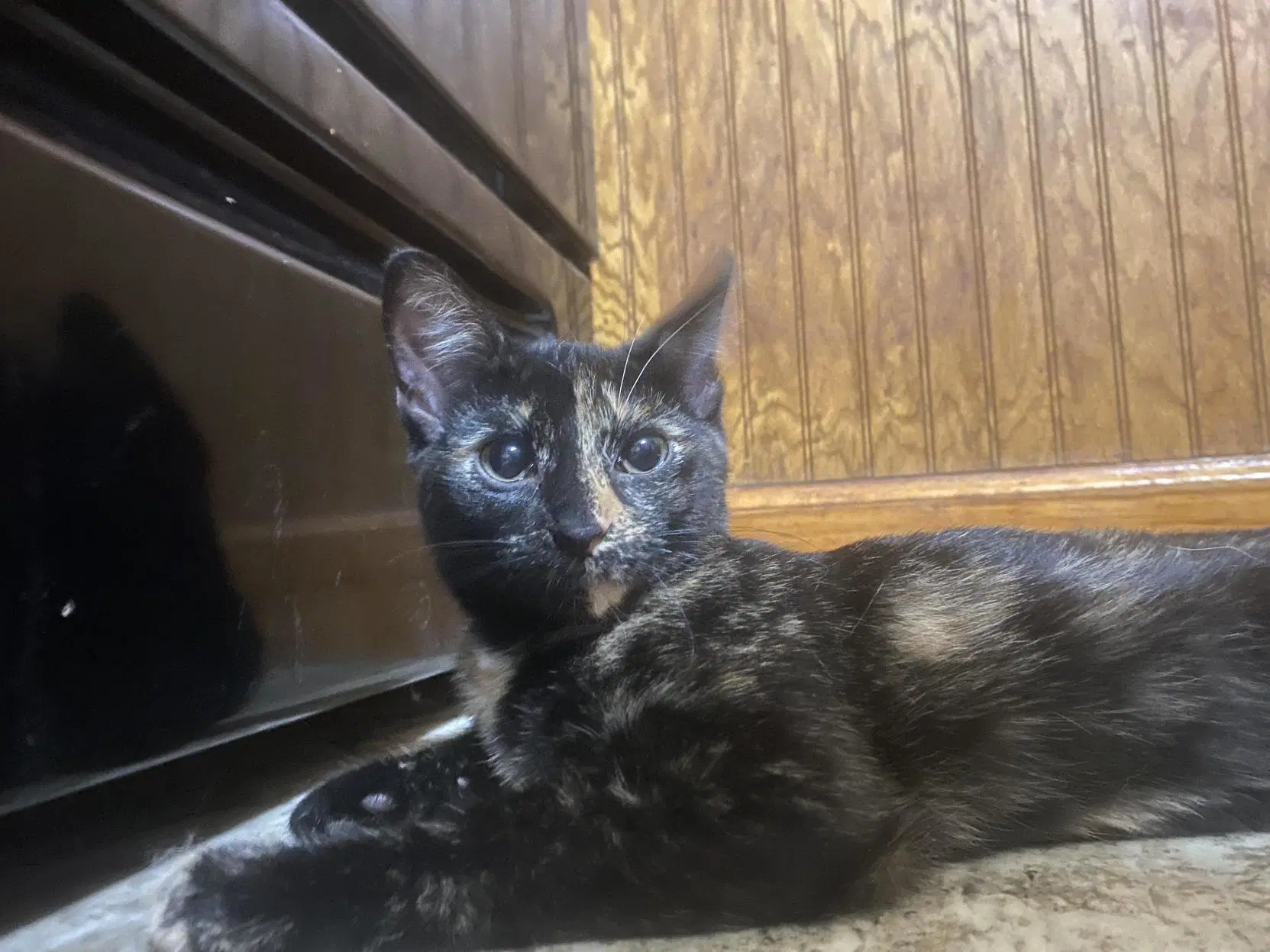 Tulip Foster Cat - Domestic Short Hair