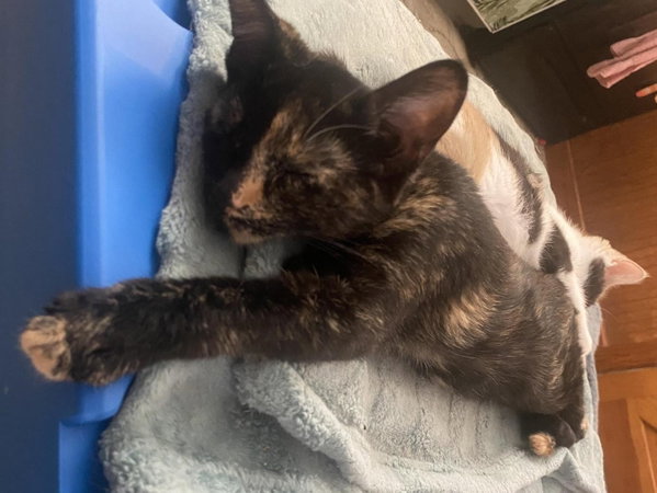 Tulip (foster cat)