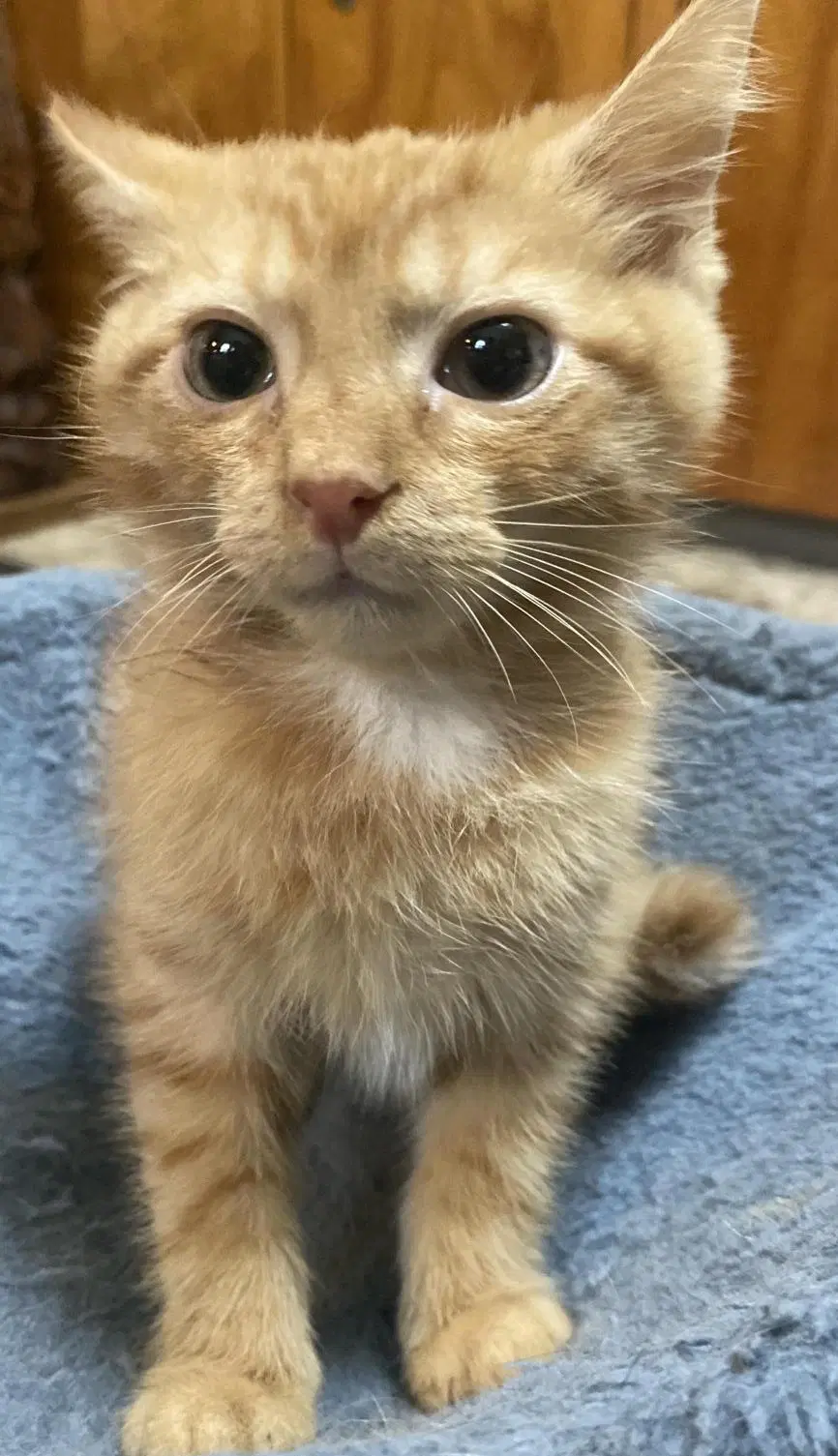 Rori Foster Cat - Domestic Short Hair