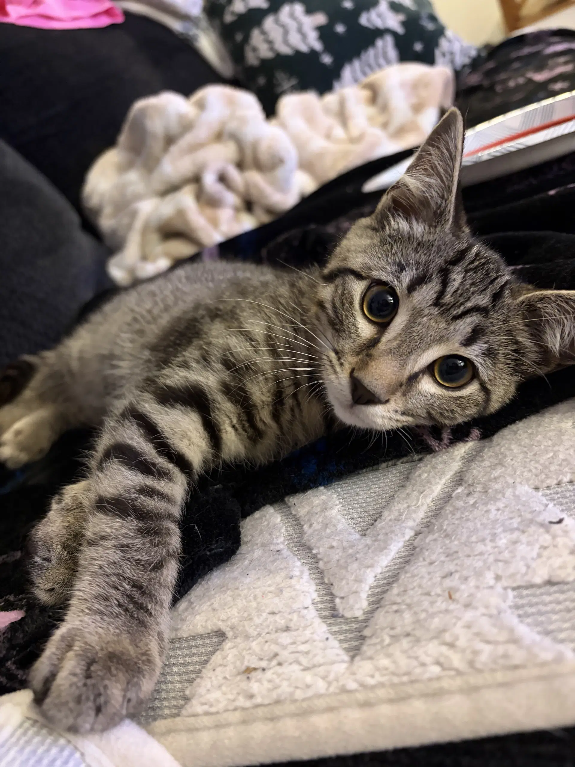 Nick Foster Cat - Domestic Short Hair