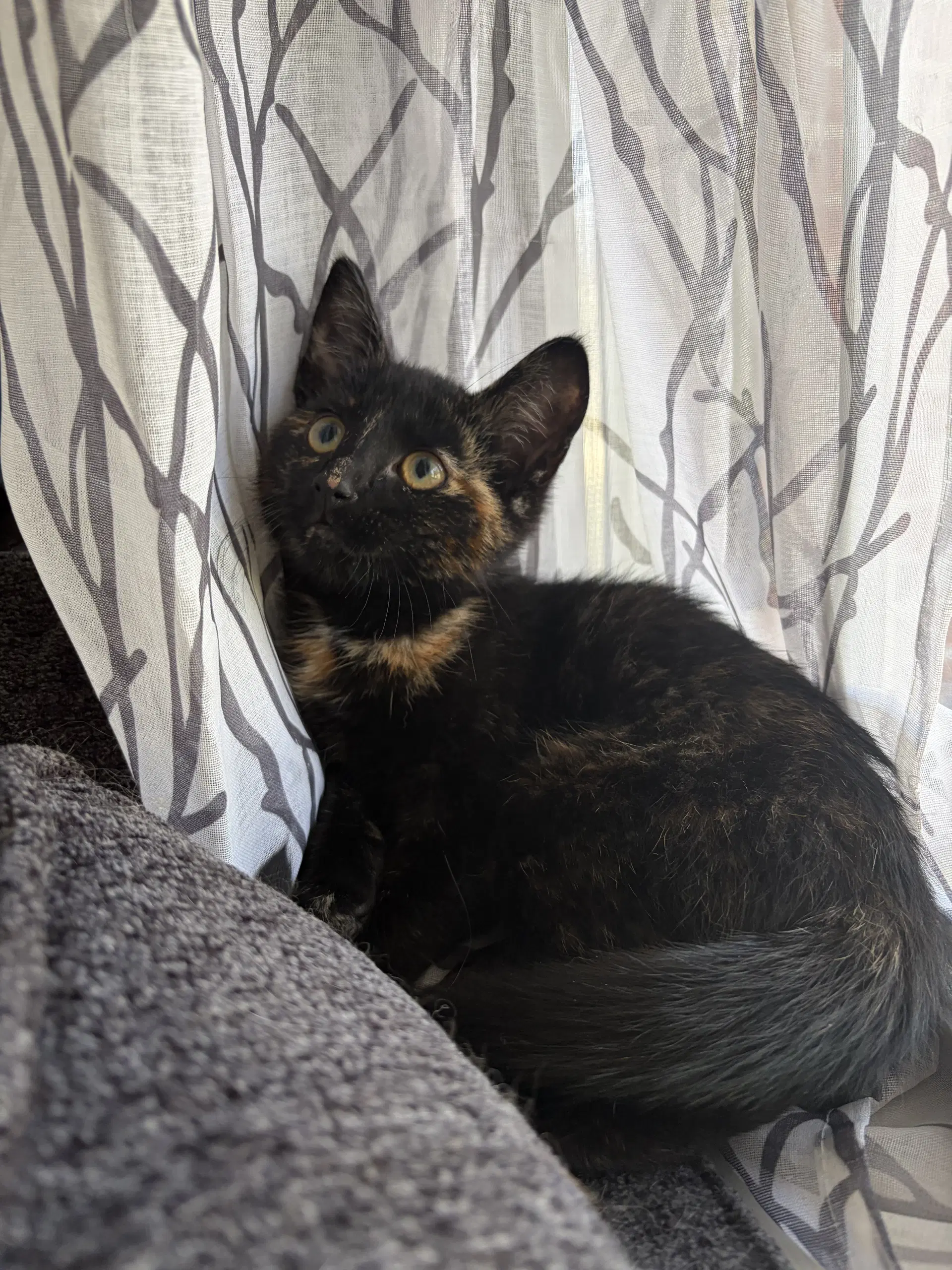 Judy Foster Cat - Domestic Short Hair