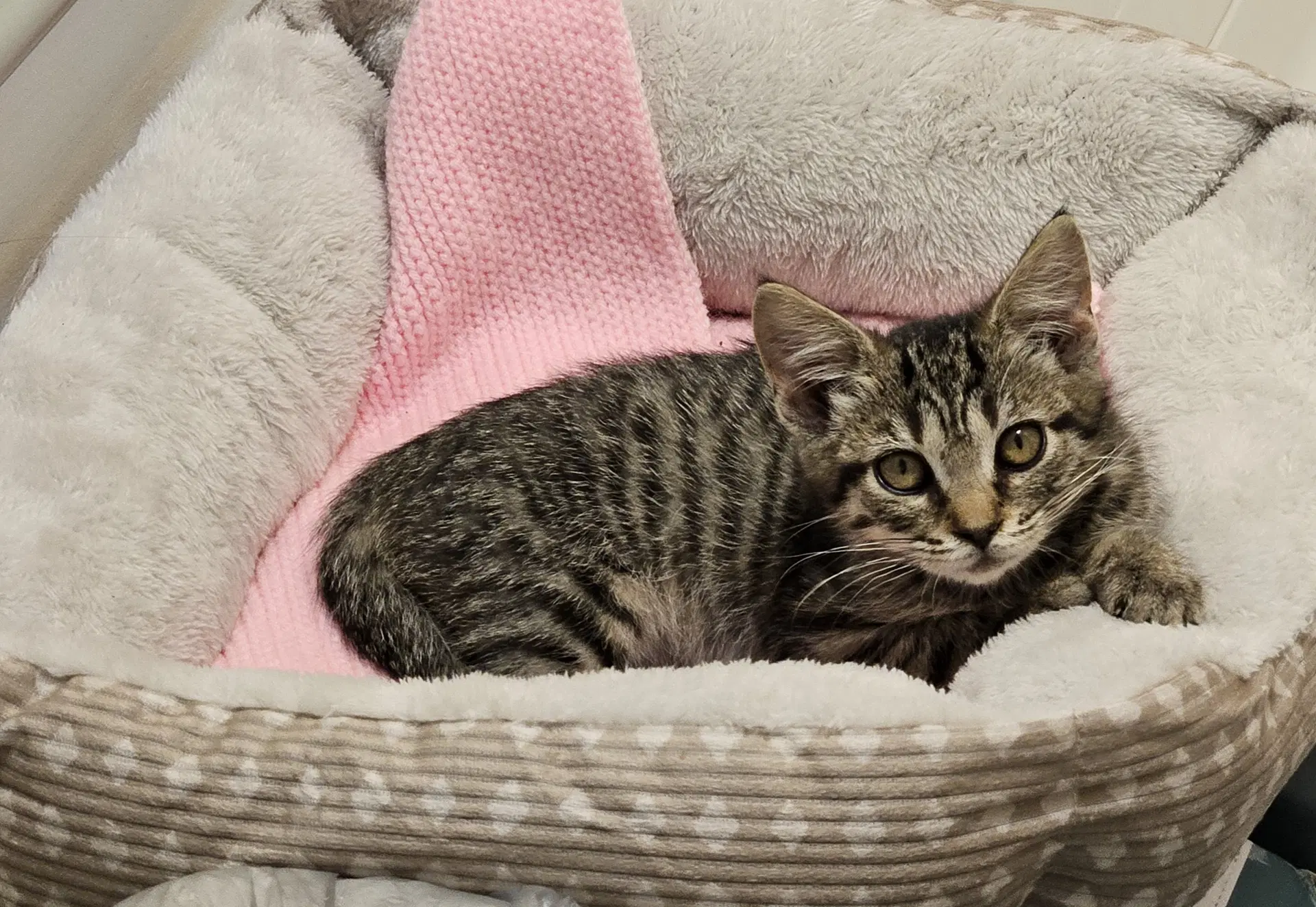 Cookie - Domestic Short Hair