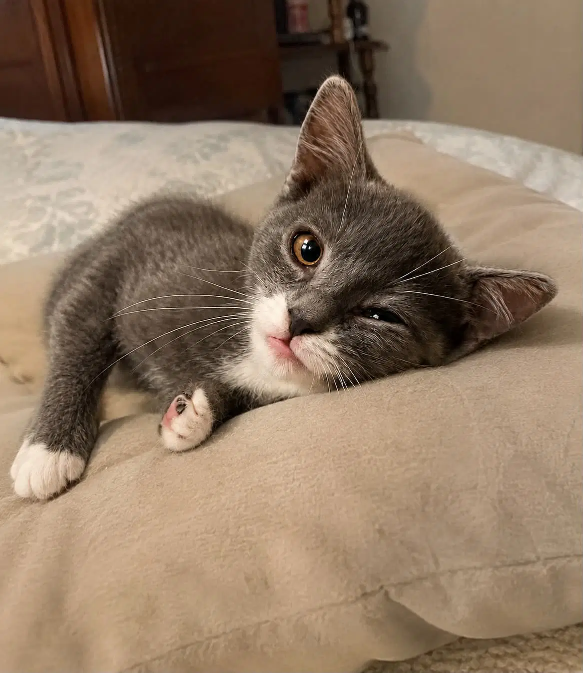 Mayo Foster Cat - Domestic Short Hair