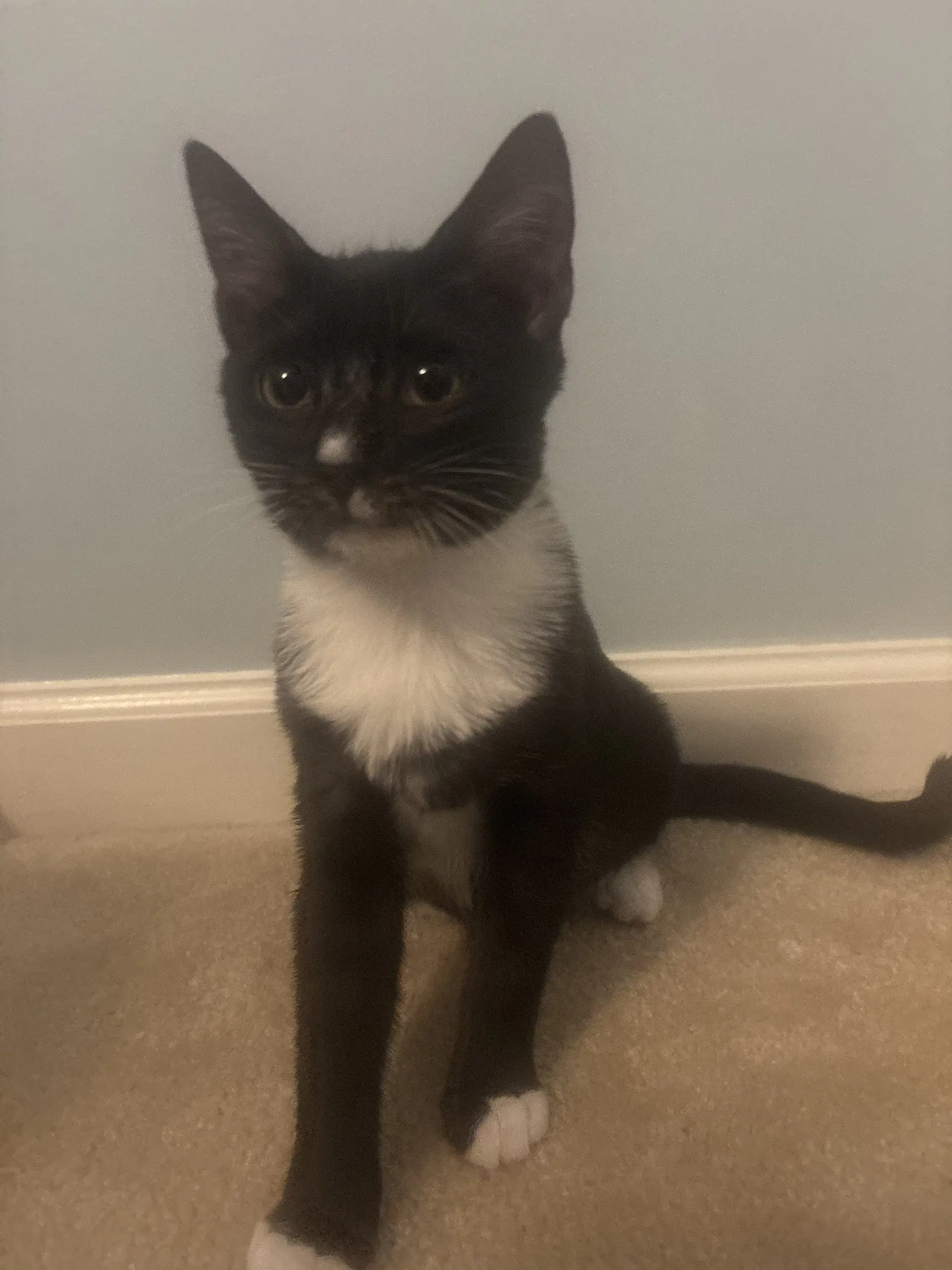 Prada - Domestic Short Hair
