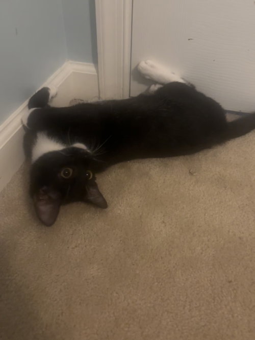 picture of the cat needing adoption